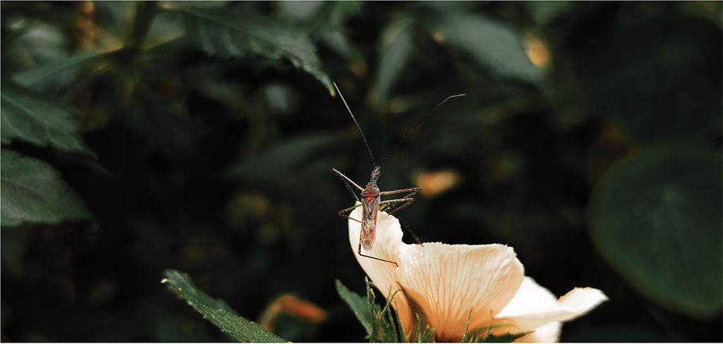 Dengue in Nepal: Causes, Symptoms & Prevention￼